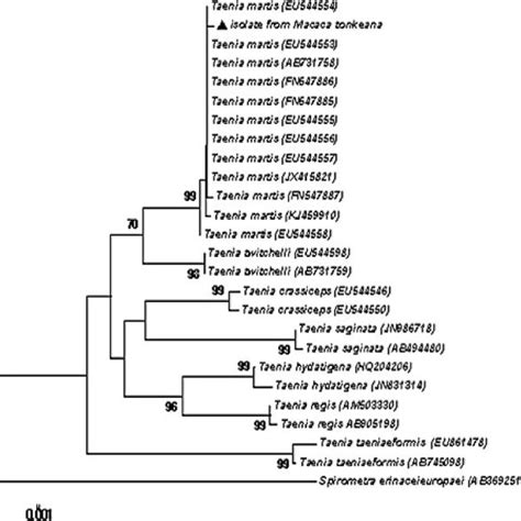 Phylogenetic Tree Based On Cox1 Sequences Showing The Phylogenetic