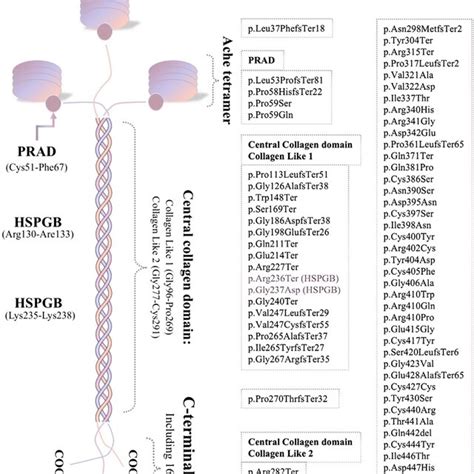 The Human Colq Protein Each Colq Molecule Can Attach To Ache