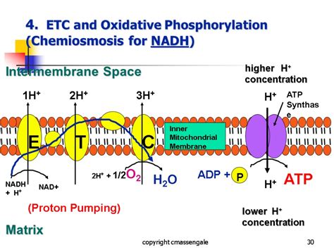 1 Cellular Respiration Copyright Cmassengale 2 Cellular Respiration