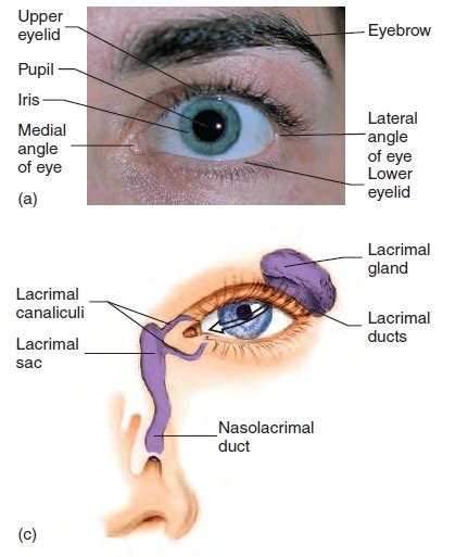 Accessory Structures Of The Eye