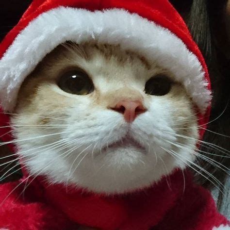 ginger cat christmas pfp cat pfp christmas hat cat wearing christmas ...