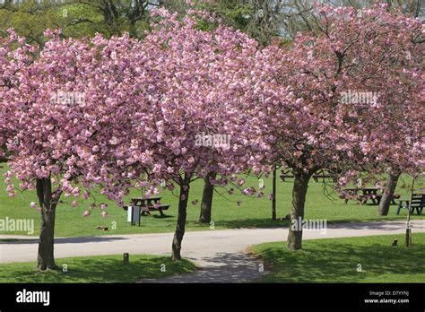 Japanese Miniature Cherry Trees Prunus Kanzan Stock Photo Alamy