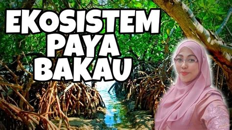 Ekosistem Paya Bakau Biologi Tingkatan Kssm Youtube