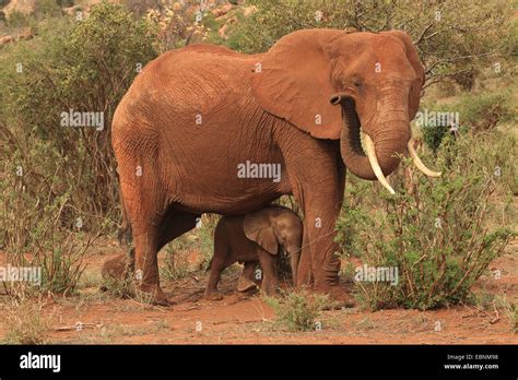 African Elephant Loxodonta Africana Female With Baby Elephant Kenya