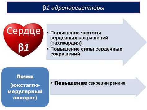 Адренергические средства - презентация онлайн