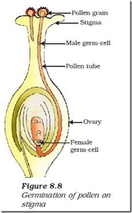 Biology X How Do Organisms Reproduce Sexual Reproduction In