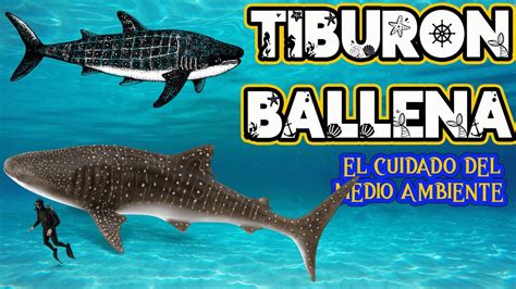 El Tibur N Ballena Cuidado Del Medio Ambiente Videos Educativos