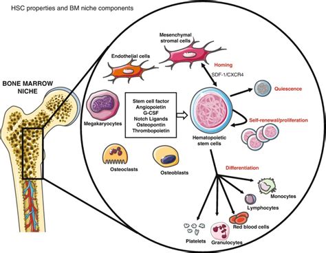 Fig 71 Hsc Properties And Bm Niche Components The Ebmt Handbook