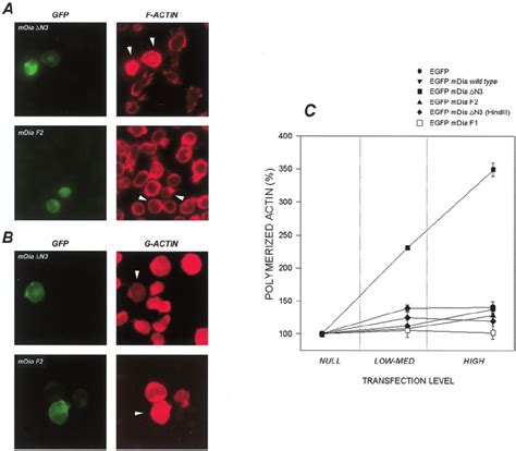 Activated Mdia Disturbs The F Acting Actin Ratio Increasing The