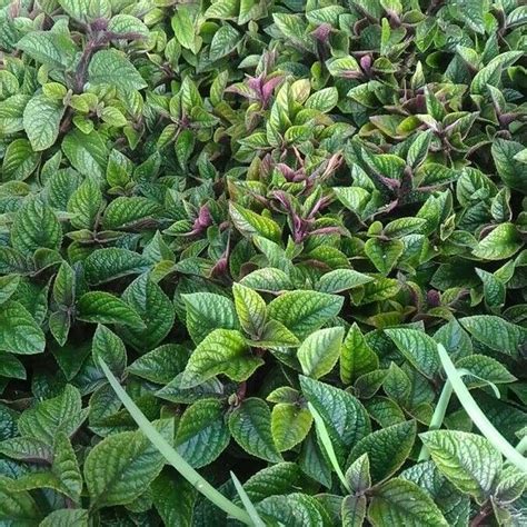 Plectranthus Purpuratus