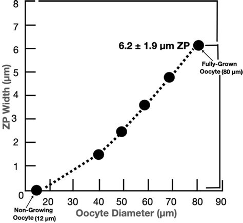 Female Fertility And The Zona Pellucida Elife