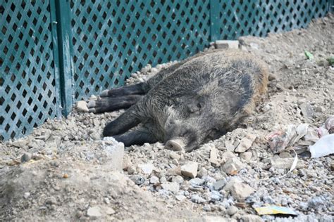 5野豬唔識死黃竹坑路邊大覺瞓 途人報警