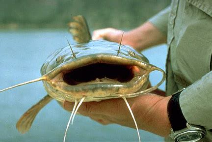 Secret Catfish Fishing Baits: Flathead Catfish Tips - How To Catch Them