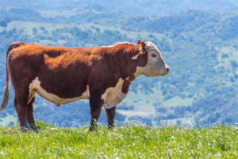 sapi simmental foto foto foto stok potret gambar bebas royalti istock