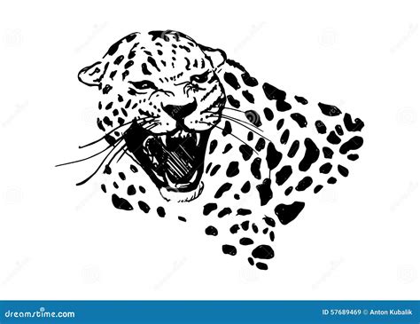 Head Of Roaring Jaguar Stock Vector Illustration Of Powerful 57689469