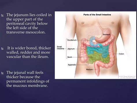 Gross Anatomy Of The Jejunum Including Blood And Nerve Supply Venous