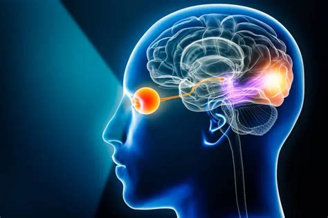 Visual Pathway With Eye Optic Nerve And Visual Cortex 3d Rendering