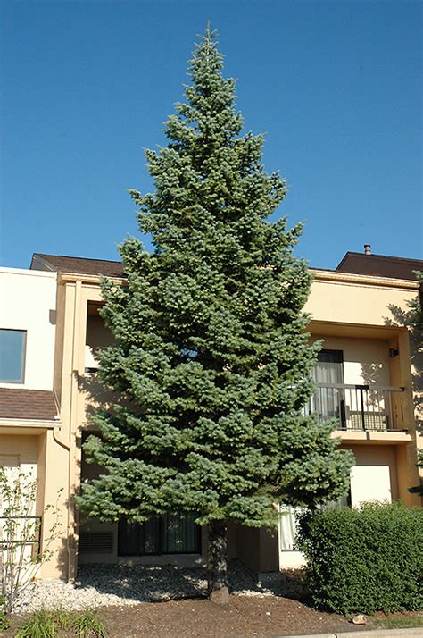 White Fir Abies Concolor In Boston Hopkinton Chelmsford Hingham