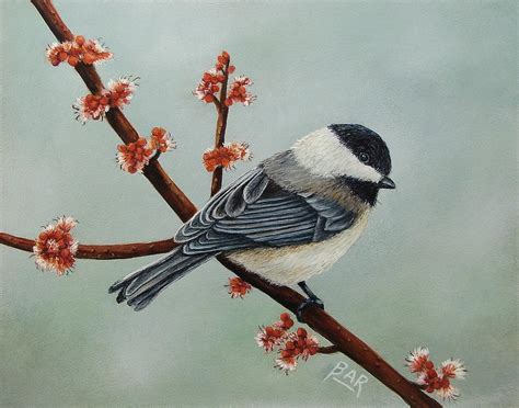 Chickadee In Spring Painting By Barbara Ann Robertson