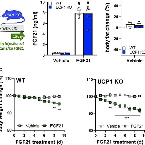 Sustained FGF21 Receptor Complex Expression In UCP1 KO Mice Despite The