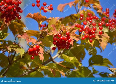 Arbusto Hermoso De La Planta Medicinal Del Viburnum Rojo Con Los