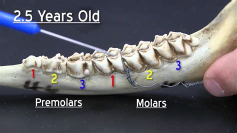 Aging Whitetail Deer Teeth Chart