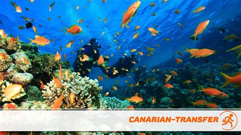 Scuba Diving In Lanzarote