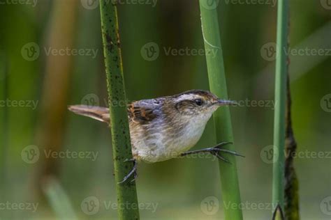 Wren Like Rushbird In Marsh Environment Patagonia Argentina 26212183