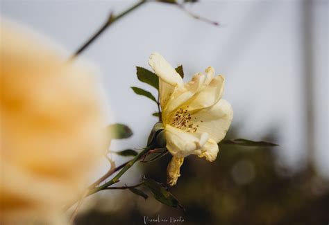 IMG_8989_X5_2023-NR-1 | poota123 | Flickr 