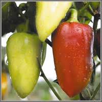 Сладкий (болгарский) перец » Виды и сорта перца » Всё про перец » Злее нет!
