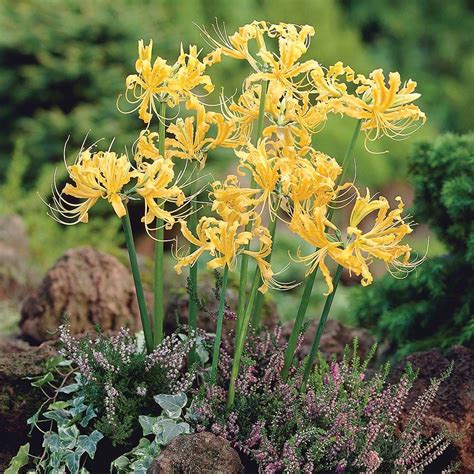 Lycoris Aurea White Flower Farm