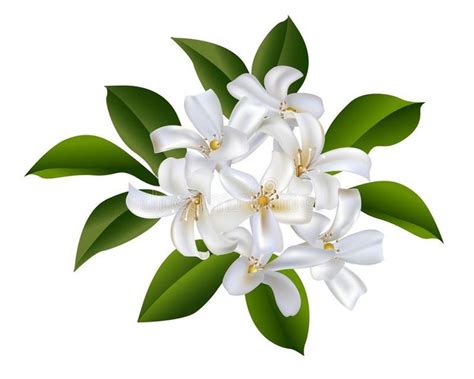 Sampaguita Flower Cluster Jasmine Flower Tattoos Flower Clipart