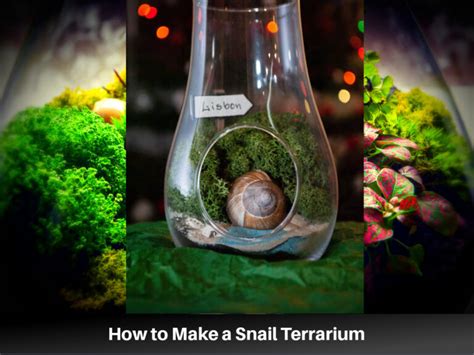 How to Make a Snail Terrarium