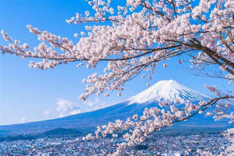 さくらの日 桜の日 とはいつ？意味や由来は？イベントや記念日、レジャー紹介。 気になる話題・おすすめ情報館