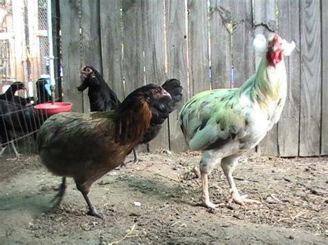 Araucanas Backyard Chickens Community