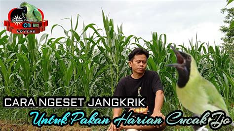 Cara Ngeset Jangkrik Untuk Pakan Harian Cucak Ijo Youtube