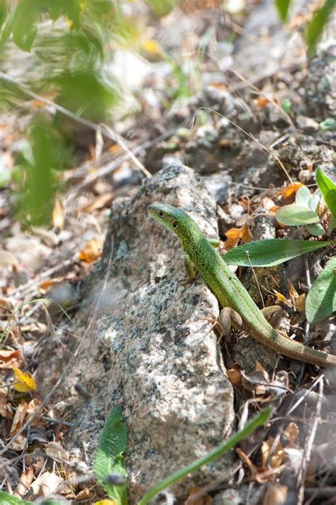 Small Green Lizard Basking In The Sun Stock Image Image Of