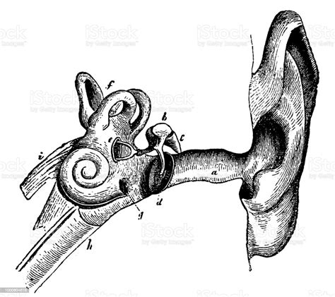 Human Ear Anatomy Stock Illustration Download Image Now Ear Diagram Engraved Image Istock