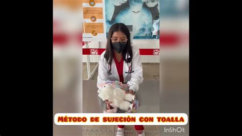 Método de sujeción para gatos con Toalla YouTube