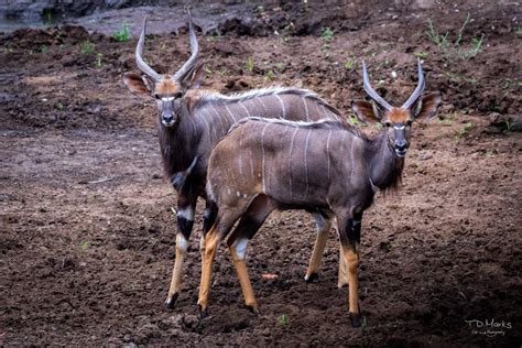 Nyala Bulls This Nyala Is A Beautiful Spiral Horned Antelo Flickr