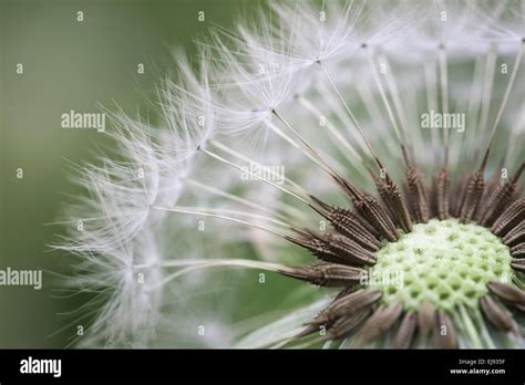 Dandelion Closeup Stock Photo Alamy