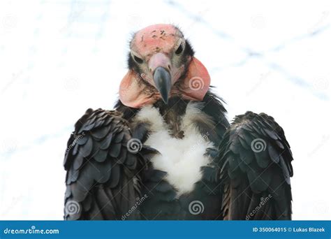 red headed vulture stock image image  head calvus