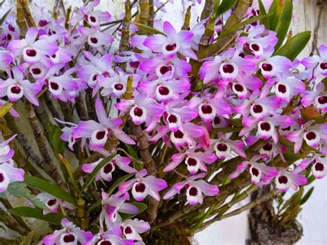 Orquídea Dendrobium Nobile Como cuidar Como regar