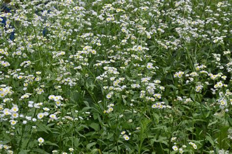 Flowers Of Annual Fleabane Erigeron Annuusbeautiful Erigeron Annuus