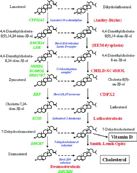 Postsqualene Cholesterol Synthetic Pathway This Fi Gure Depicts The