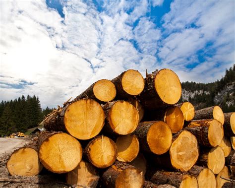 How The By Product Of Timber Production Is A Cheap And Clean Renewable