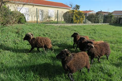 Mairie de Labarthe sur Lèze C EST LE PRINTEMPS RETOUR DES MOUTONS