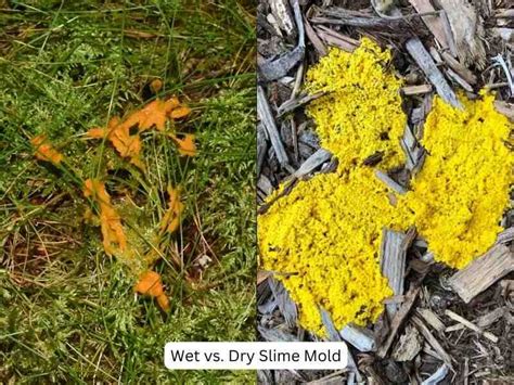 Slime Mold on Grass: What is It and How to Get Rid of It?