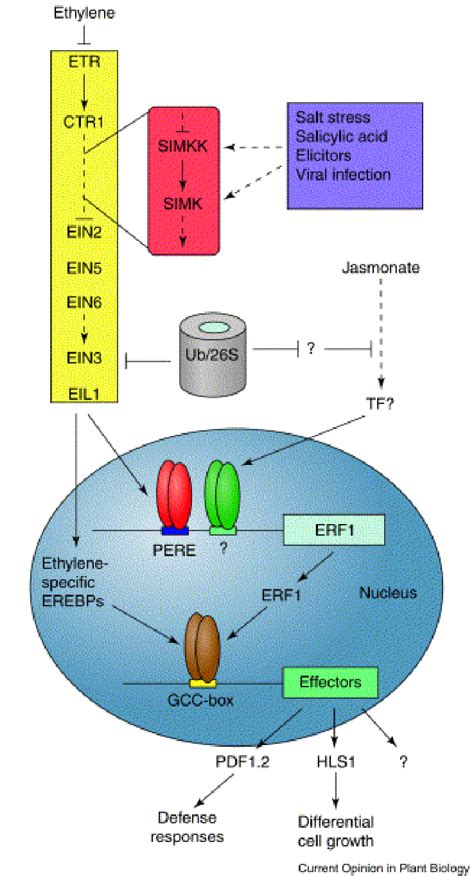 Mod Le Pour La Voie De Transduction Du Signal Thyl Ne Et La R Gulation