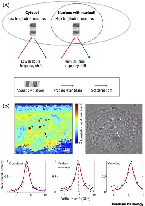 Probing Mechanical Properties In Biology Using Brillouin Microscopy